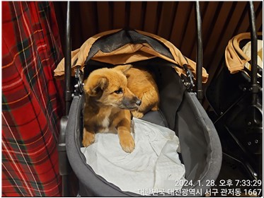 대전동물보호센터_430366202400026