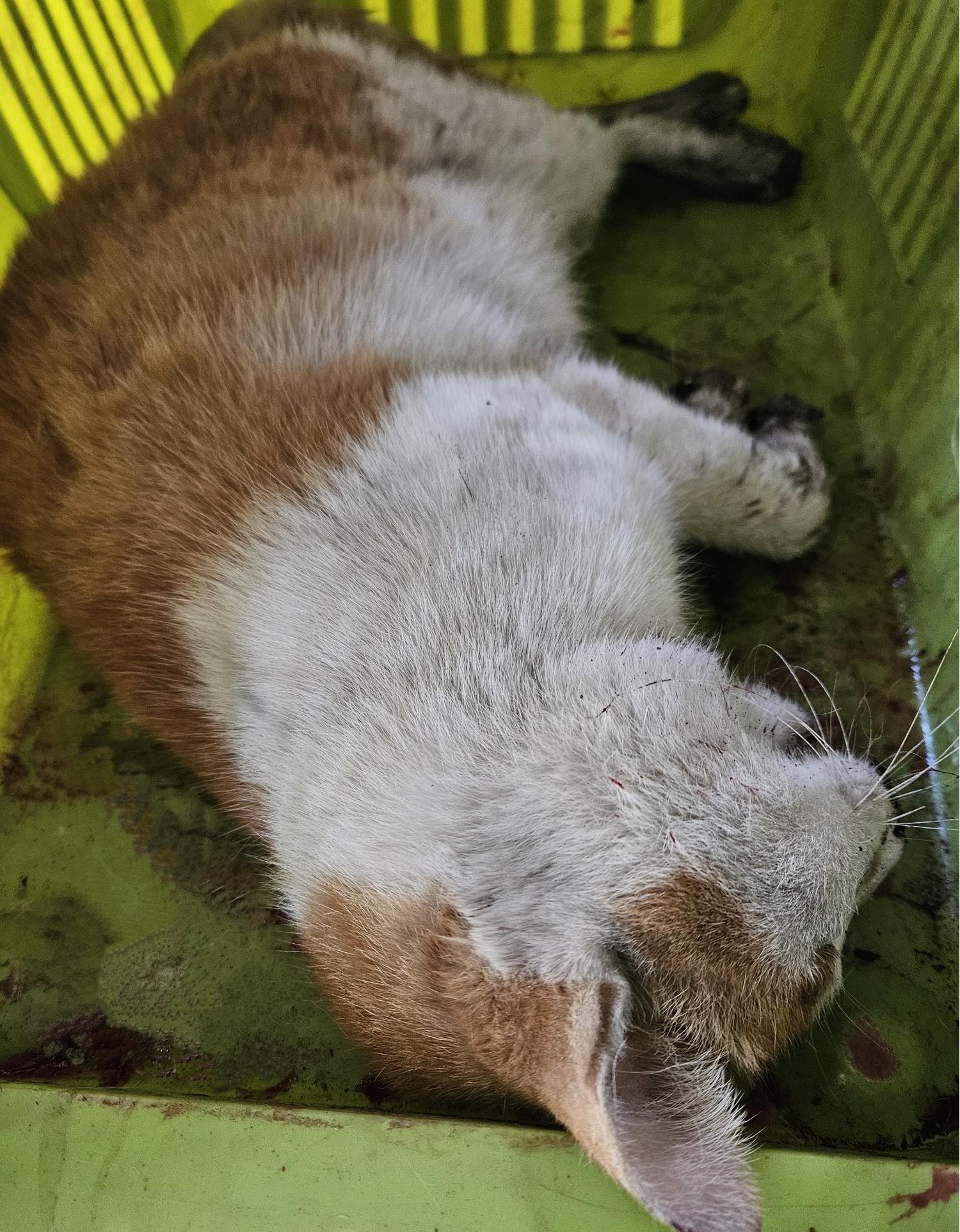대구유기동물보호협회_427344202400011