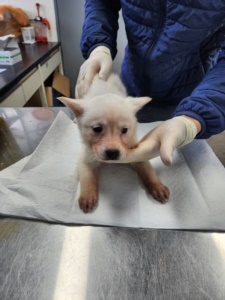 제주 동물보호센터_450650202400311