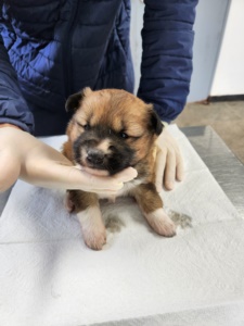 제주 동물보호센터_450650202400314