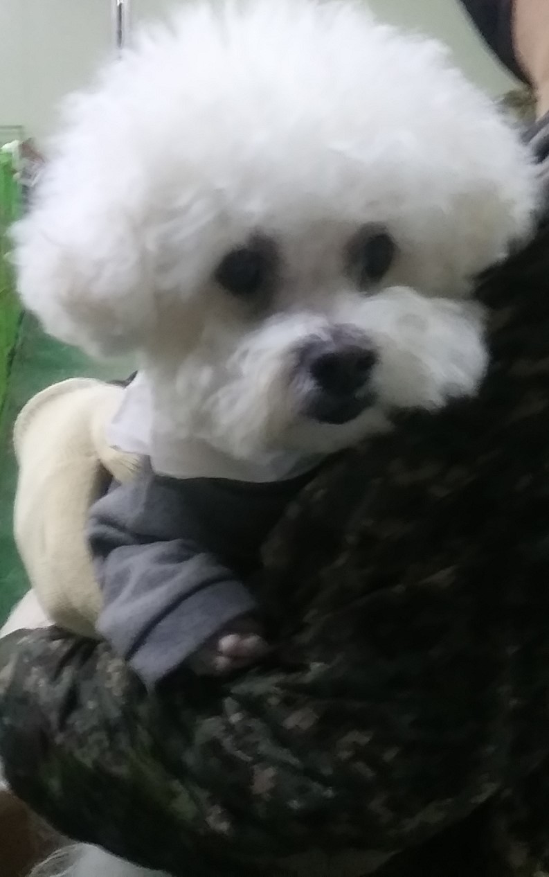 종료(입양) 비숑 …