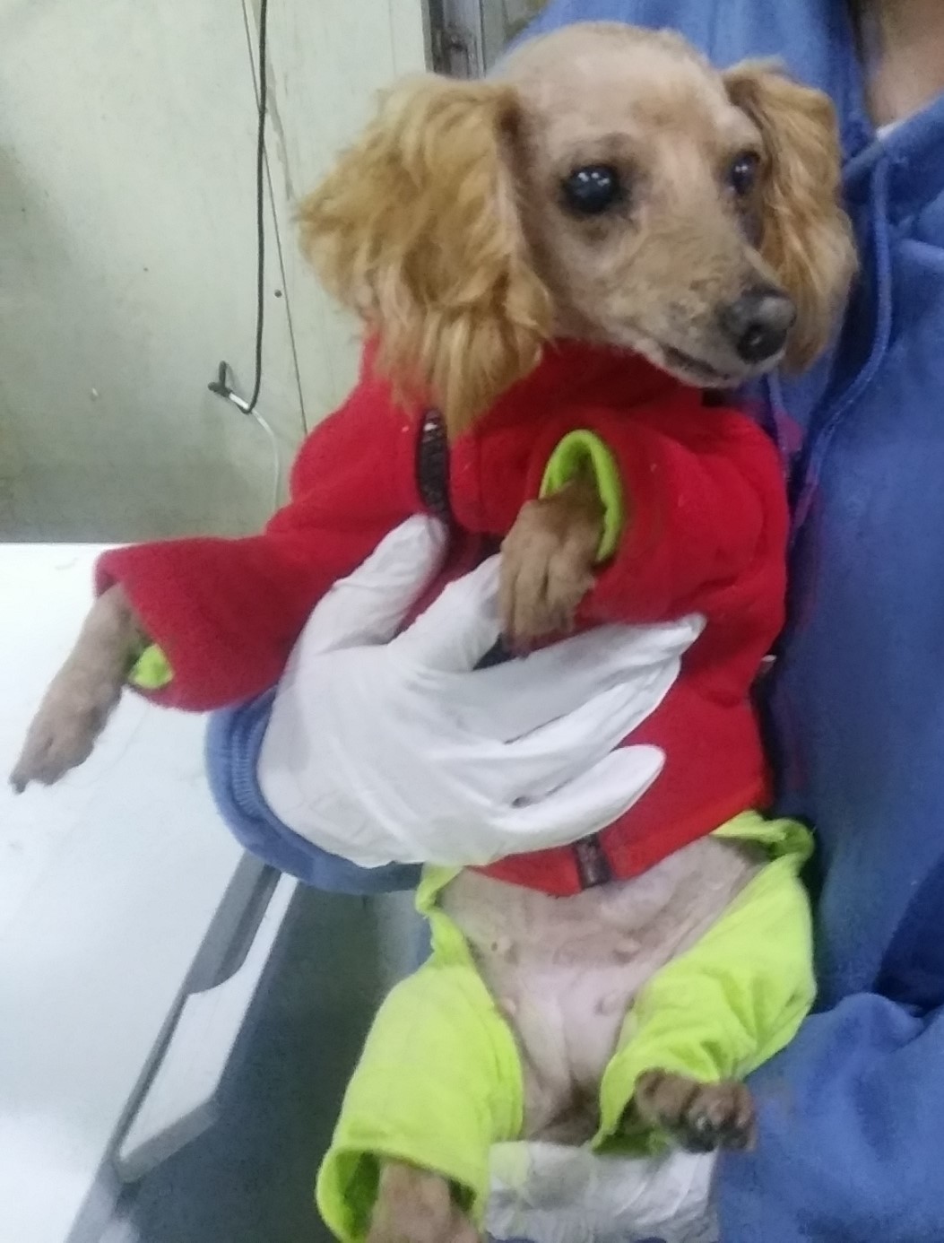 종료(반환) 푸들의…