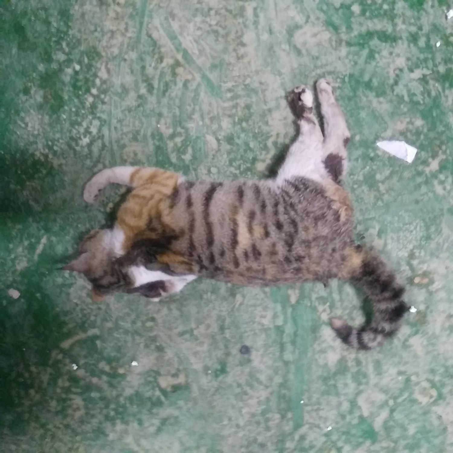 인천광역시수의사회_428353202400031