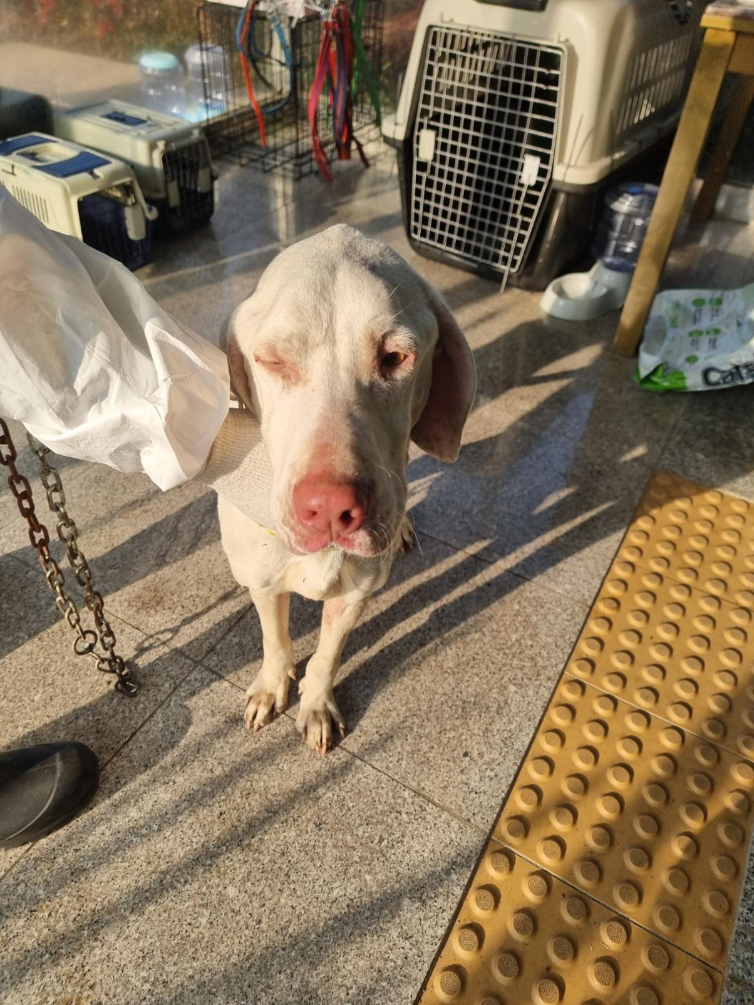 구미시 동물보호센터_447508202400042