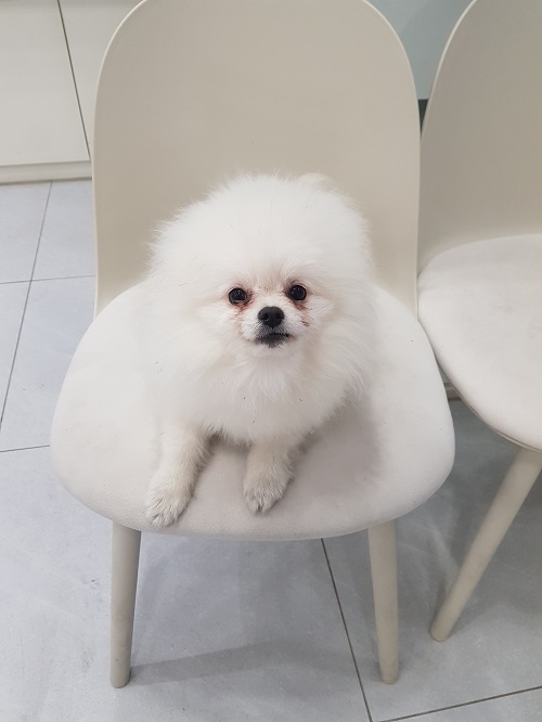 조재진동물병원_428354202400048