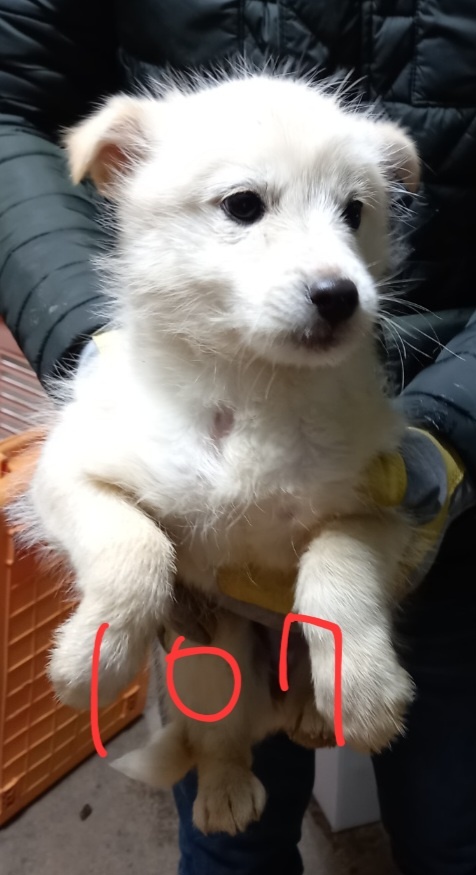 평택시유기동물보호소_441391202400108
