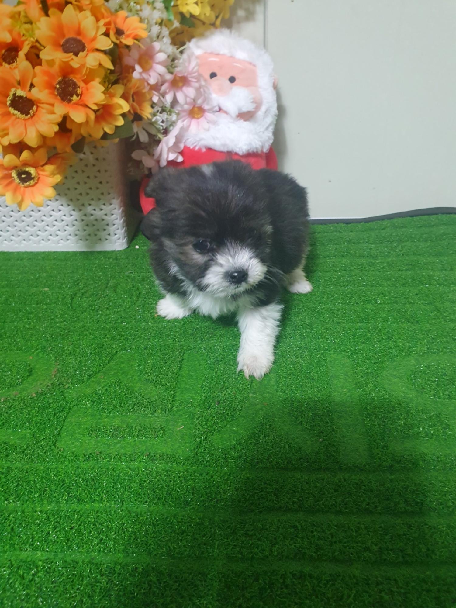 학교동물임시보호센터_446496202400021