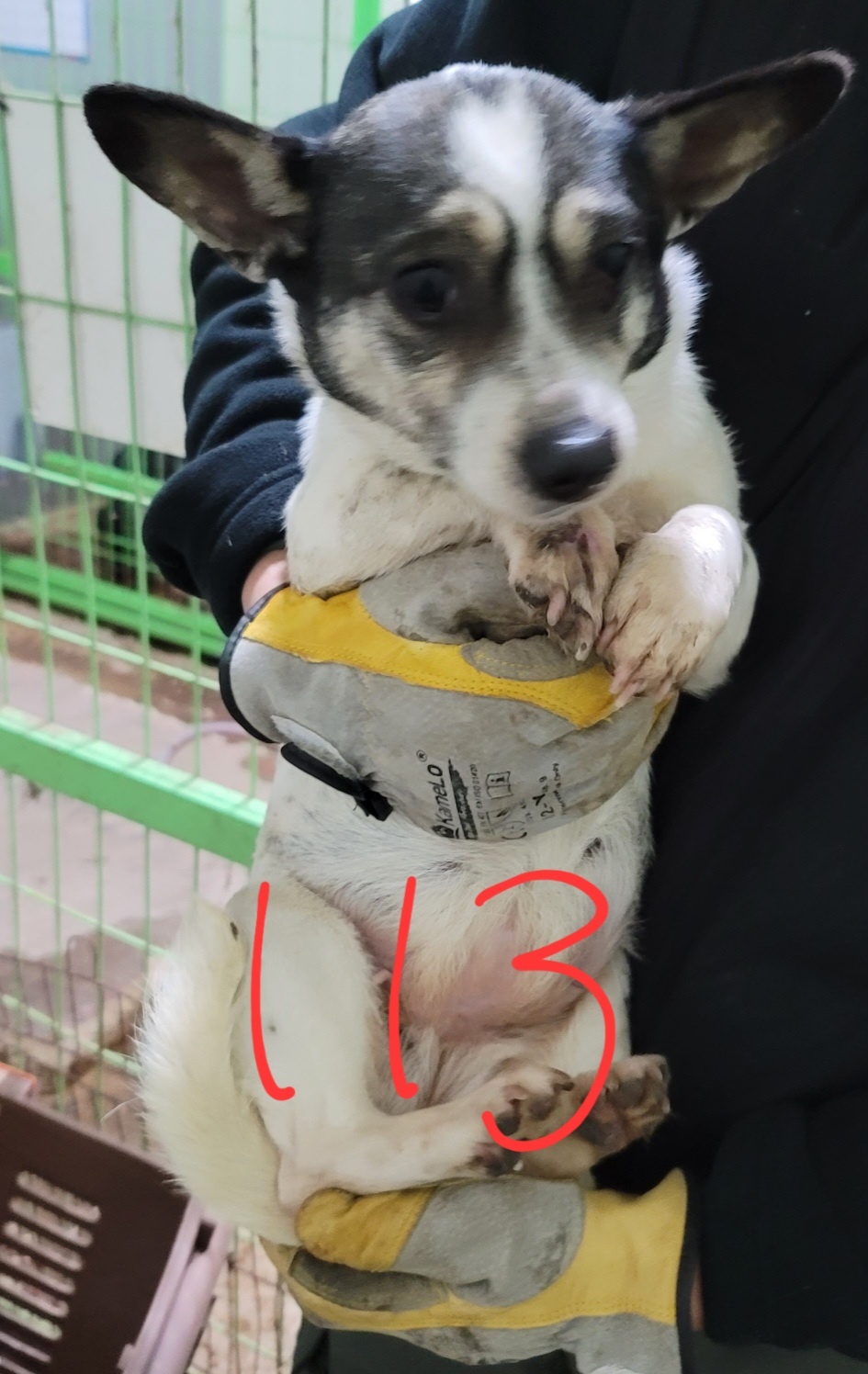 평택시유기동물보호소_441391202400114