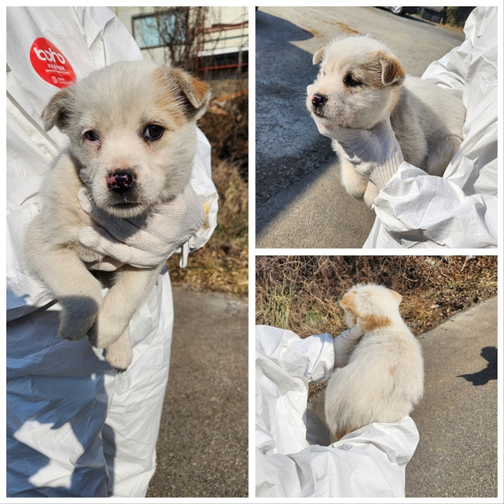 당진시동물보호소_444568202400045