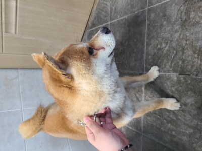 동부유기동물보호협회_426333202400026