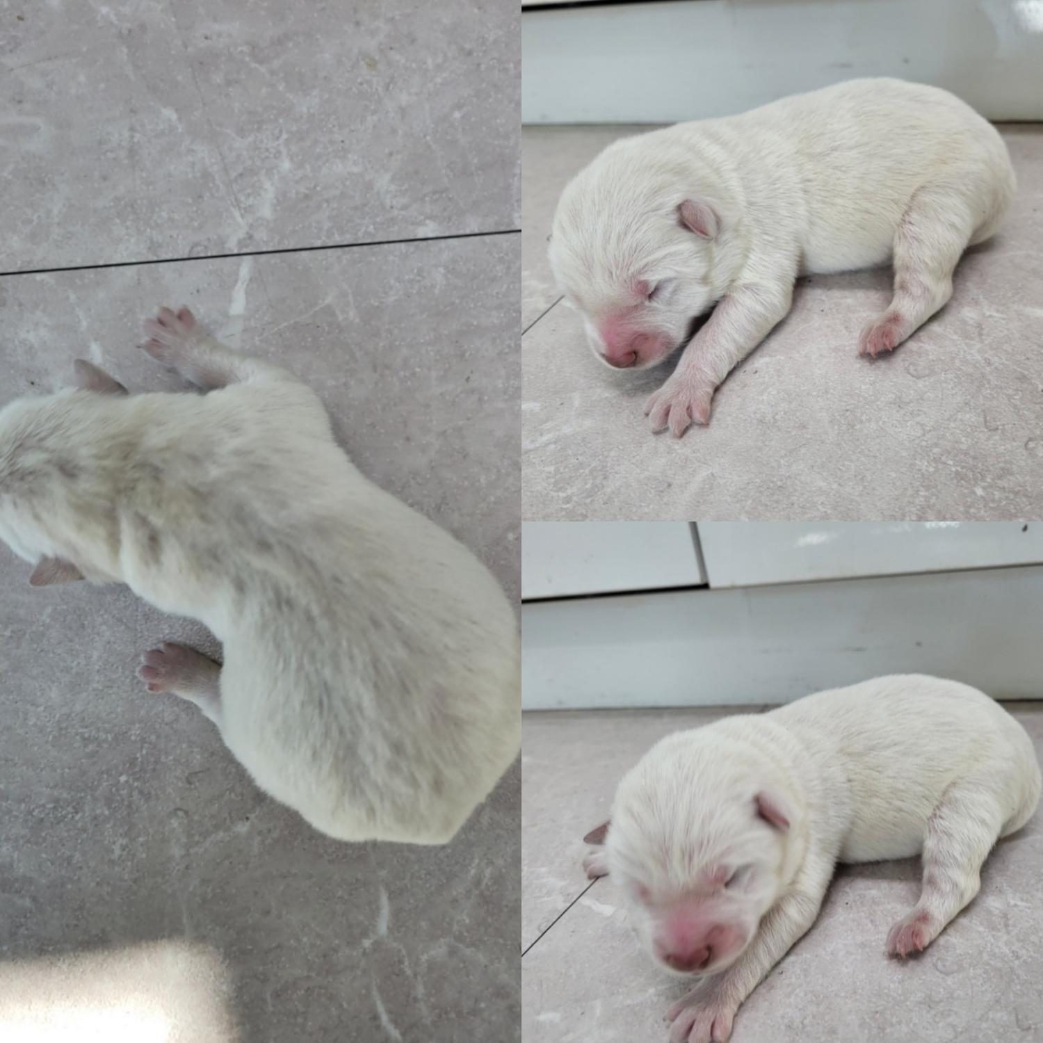논산시 동물보호센터_444454202400079