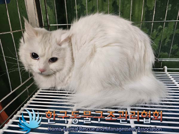 종료(입양) 터키시…