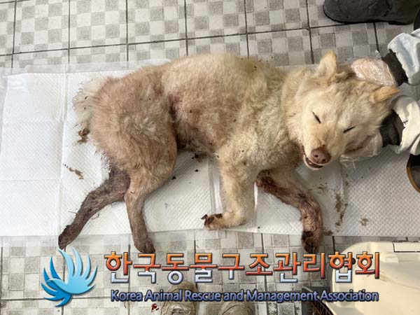한국동물구조관리협회_411311202400010