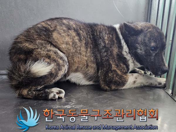 한국동물구조관리협회_411309202400013