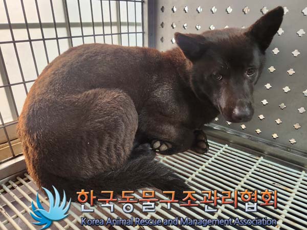 한국동물구조관리협회_441409202400115