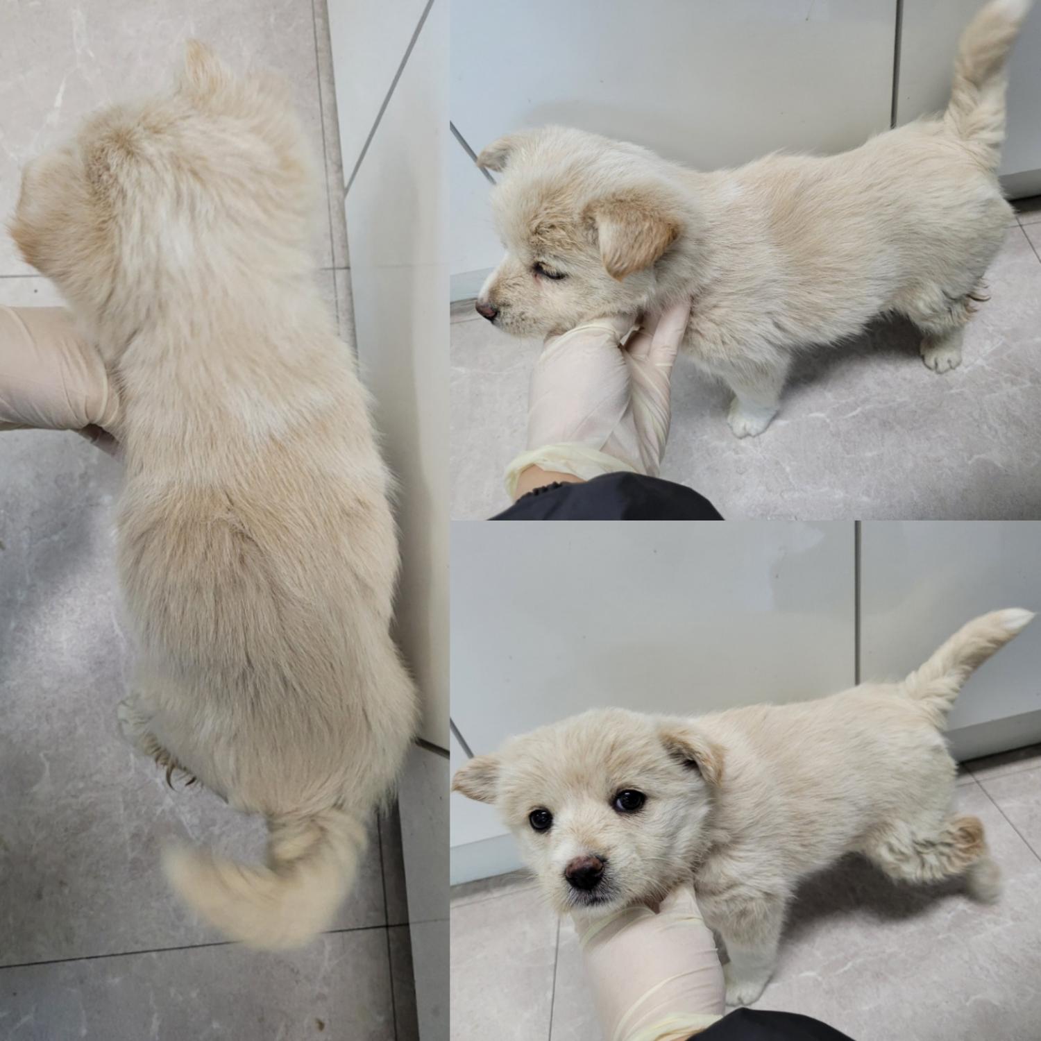 논산시 동물보호센터_444454202400087