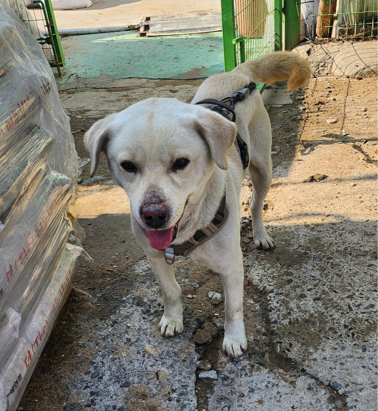 울산유기동물보호센터_431370202400027