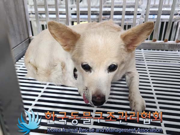 한국동물구조관리협회_411303202400009