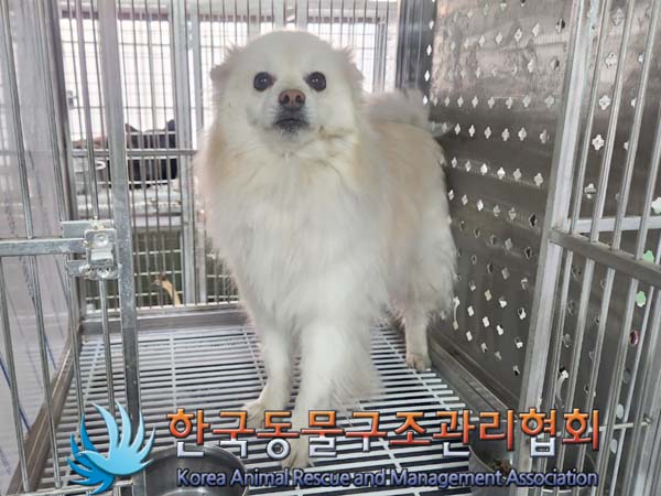 종료(반환) 포메라…