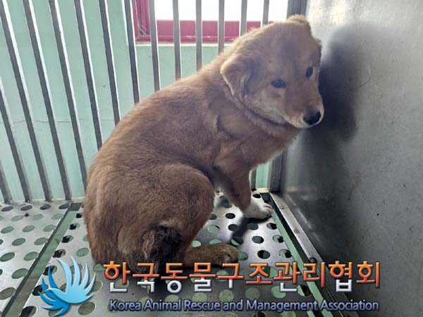종료(입양) 믹스견…