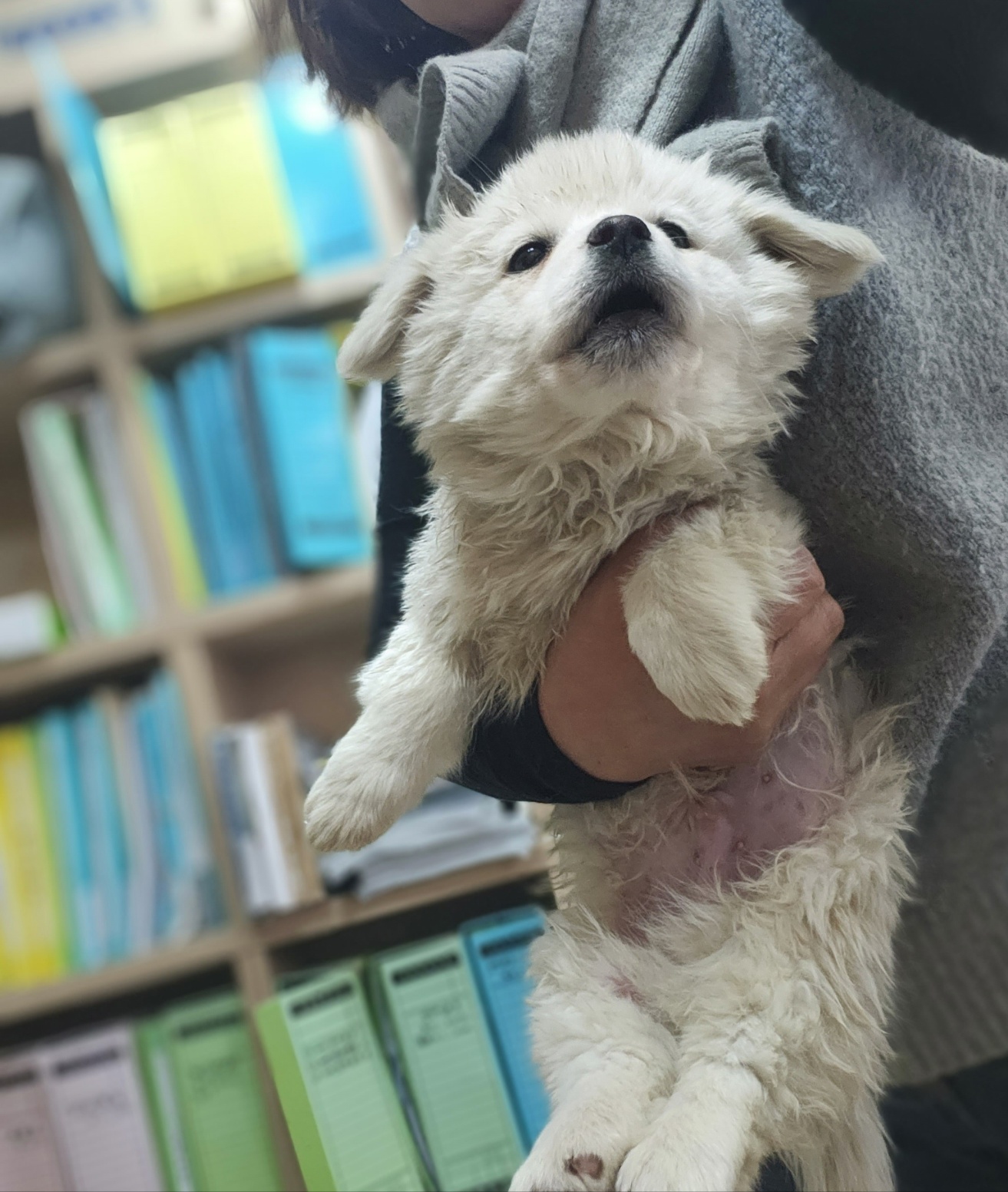 보호중 믹스견의 가…