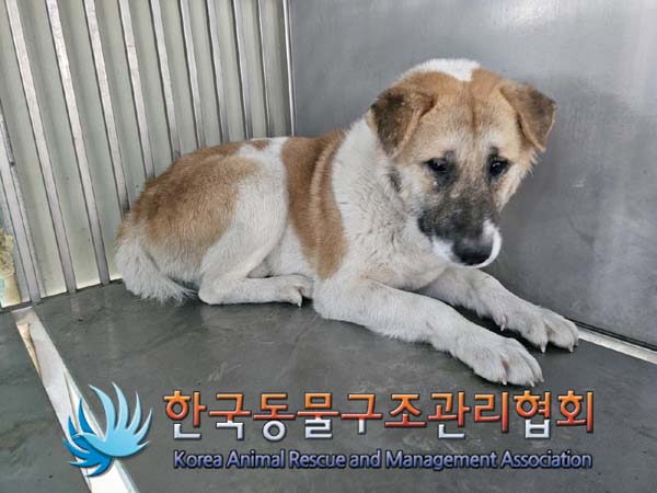 한국동물구조관리협회_411311202400011