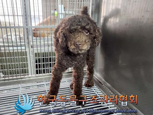한국동물구조관리협회_441560202400074