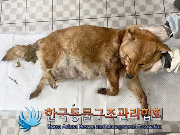 종료(자연사) 믹스…