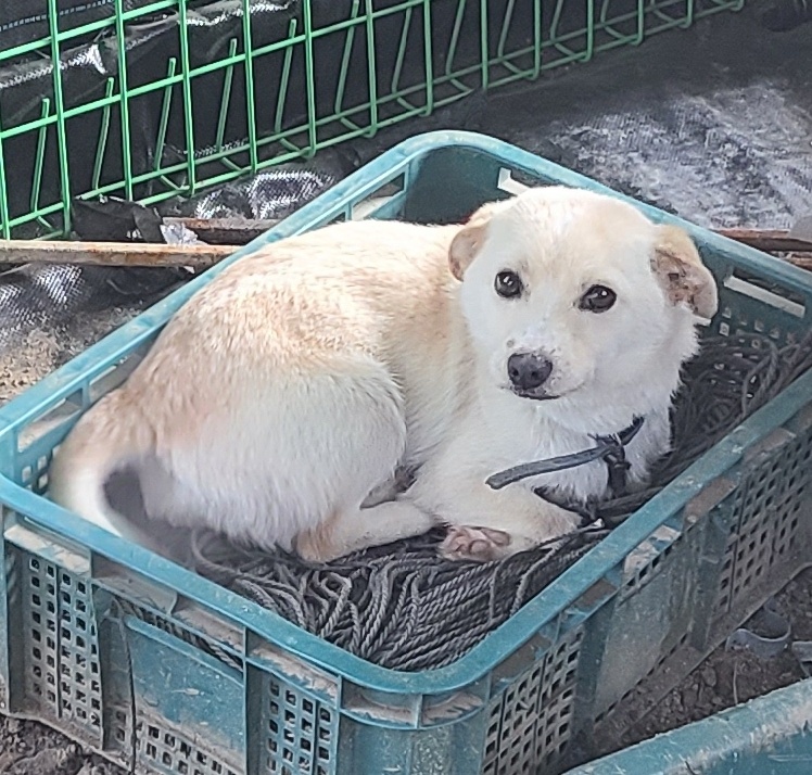 푸른곡성21동물보호소_446486202400008