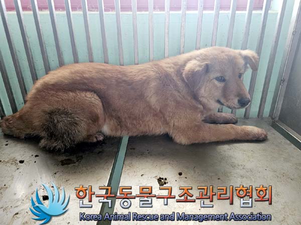 한국동물구조관리협회_411311202400008