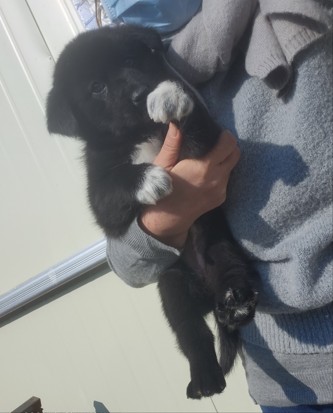 울산유기동물보호센터_431371202400031