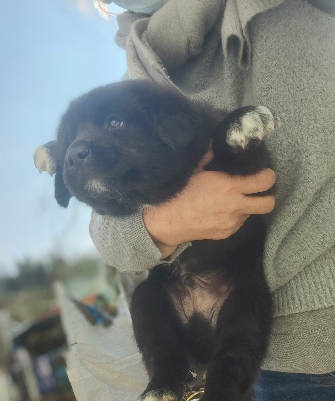 울산유기동물보호센터_431371202400032