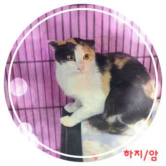 종료(방사) 믹스묘…