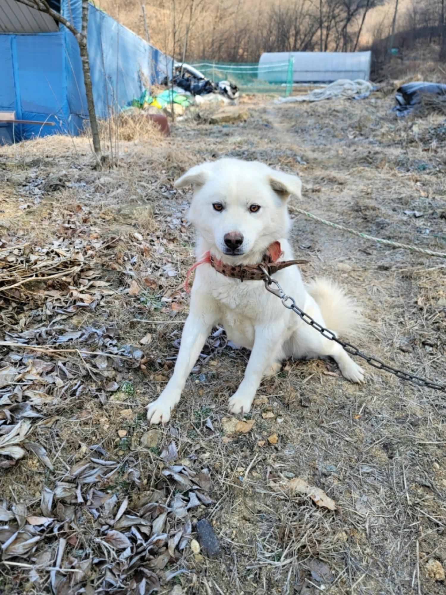 괴산증평동물보호센터_443446202400031