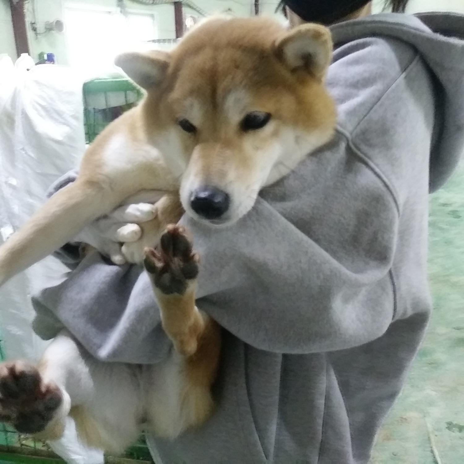 보호중 시바의 가족…