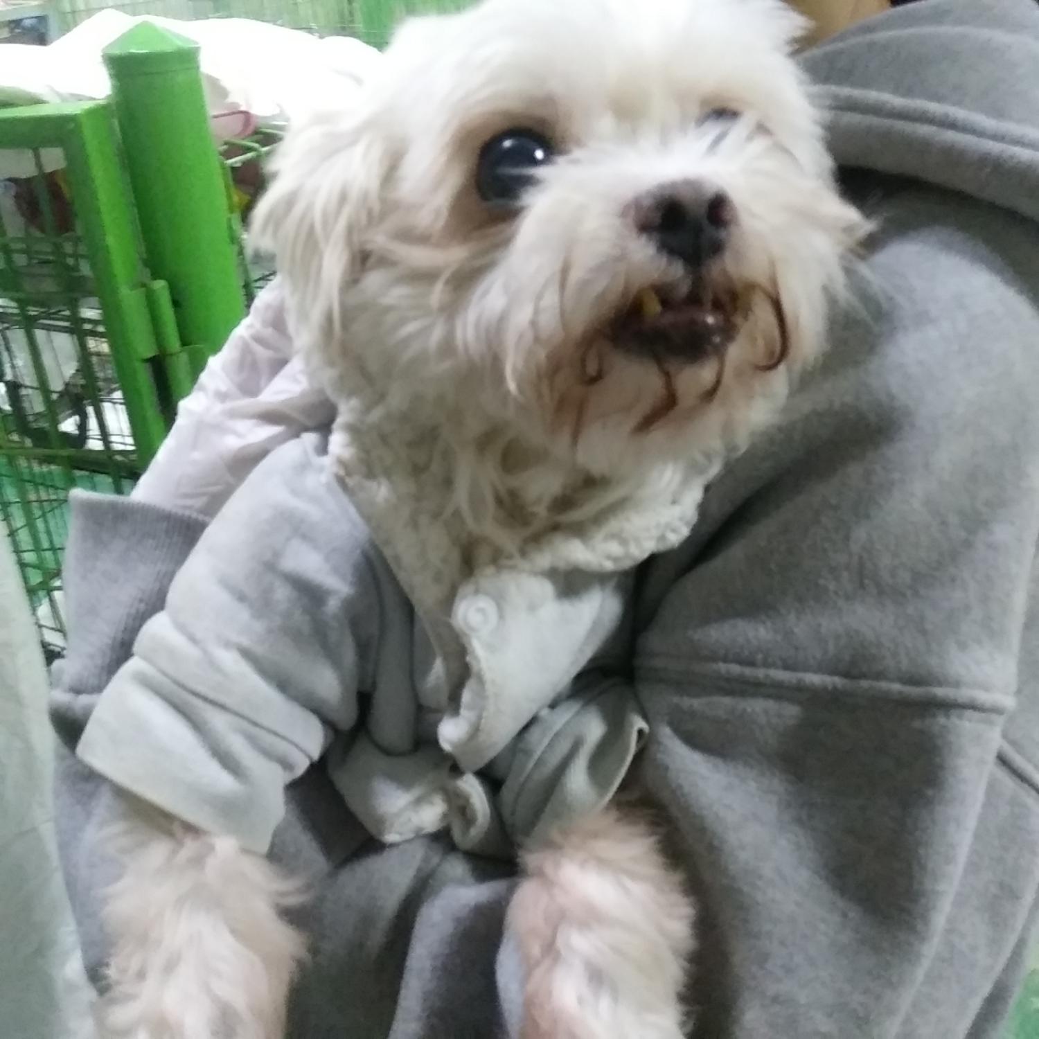 인천광역시수의사회_428351202400025