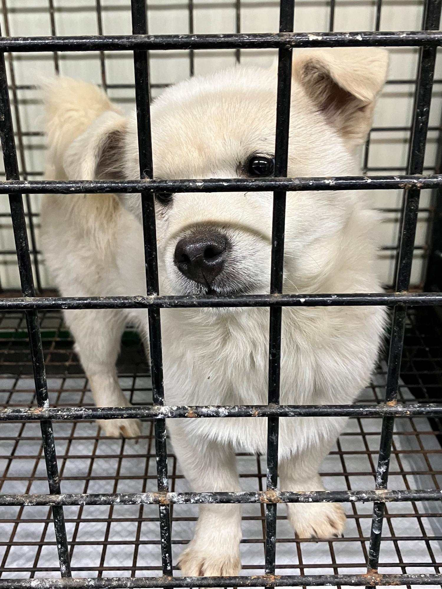 공주시 동물보호소_444450202400023