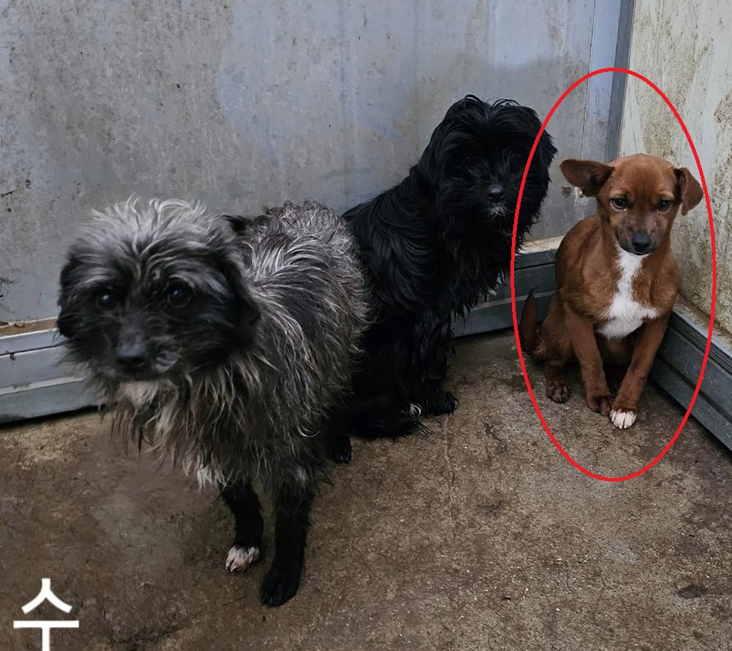 화천군농업기술센터_442431202400029