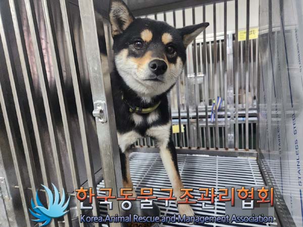 종료(반환) 시바의…