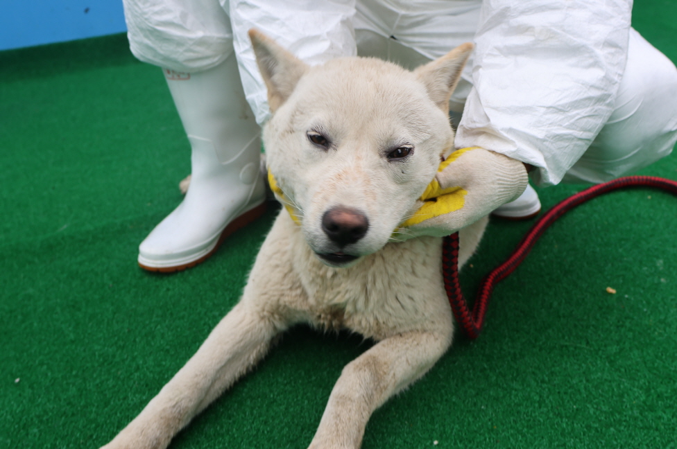 제주 동물보호센터_450650202400351