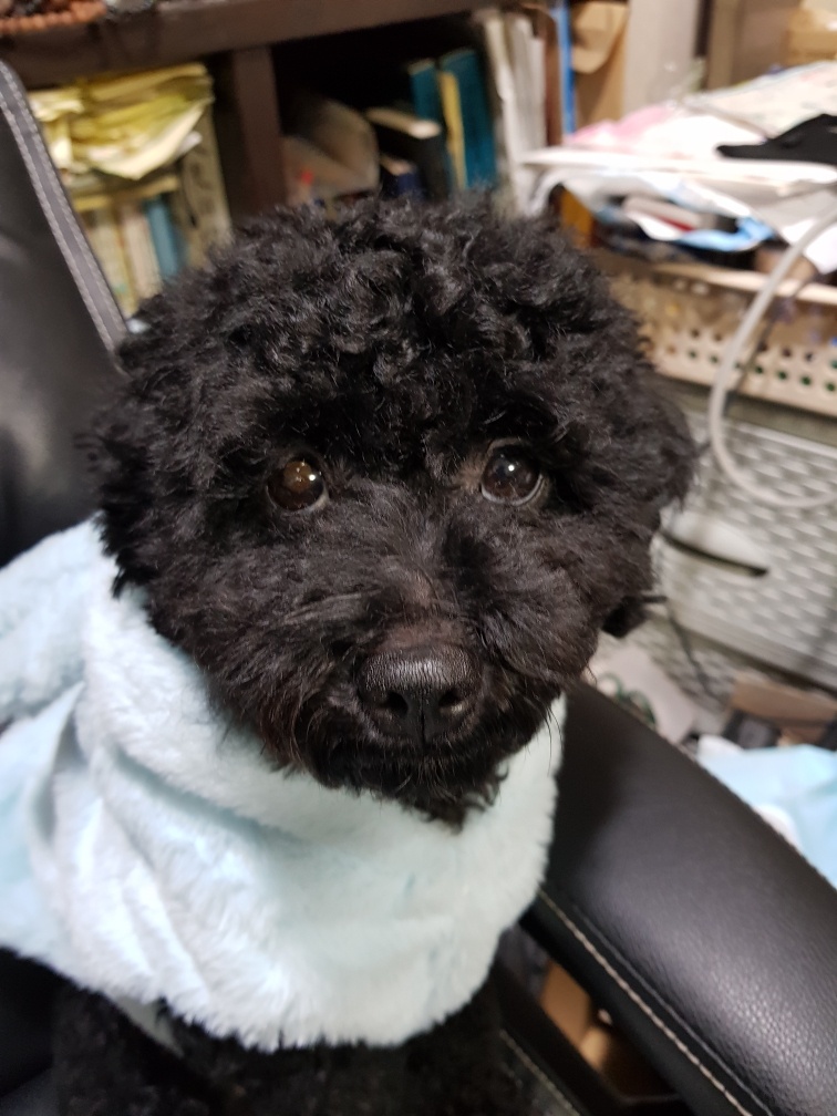 (사)영일동물플러스_447502202400088