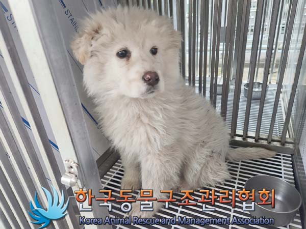 한국동물구조관리협회_441406202400135