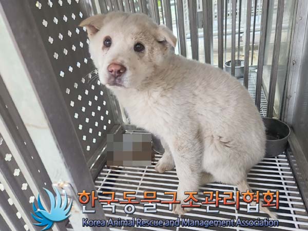 종료(안락사) 믹스…
