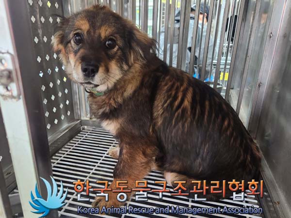 종료(반환) 믹스견…