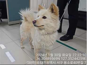 보호중 믹스견의 가…