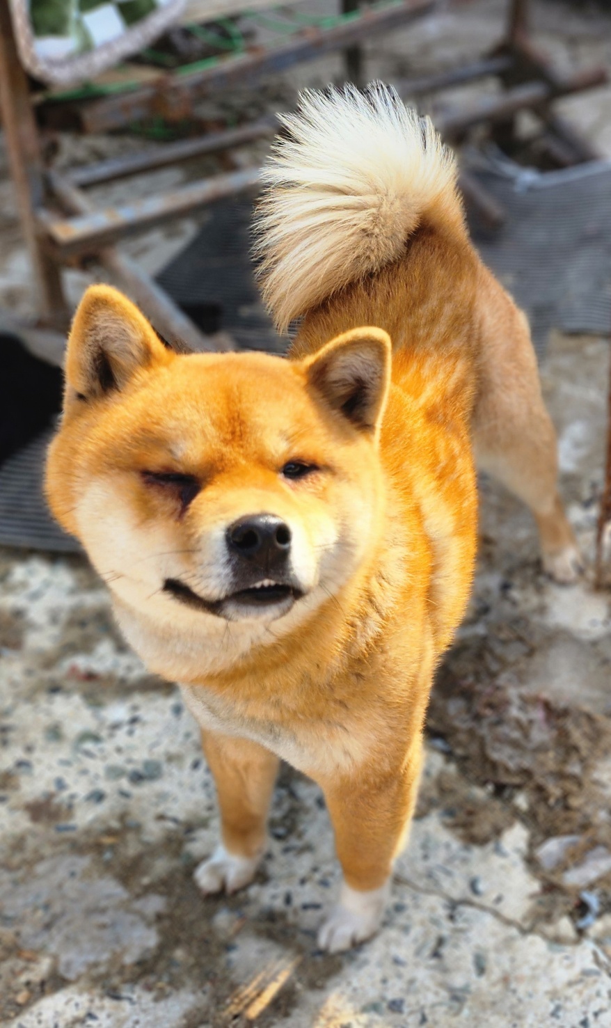 울산유기동물보호센터_431372202400014