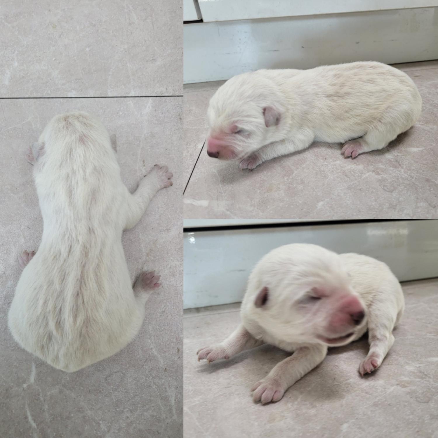 논산시 동물보호센터_444454202400084