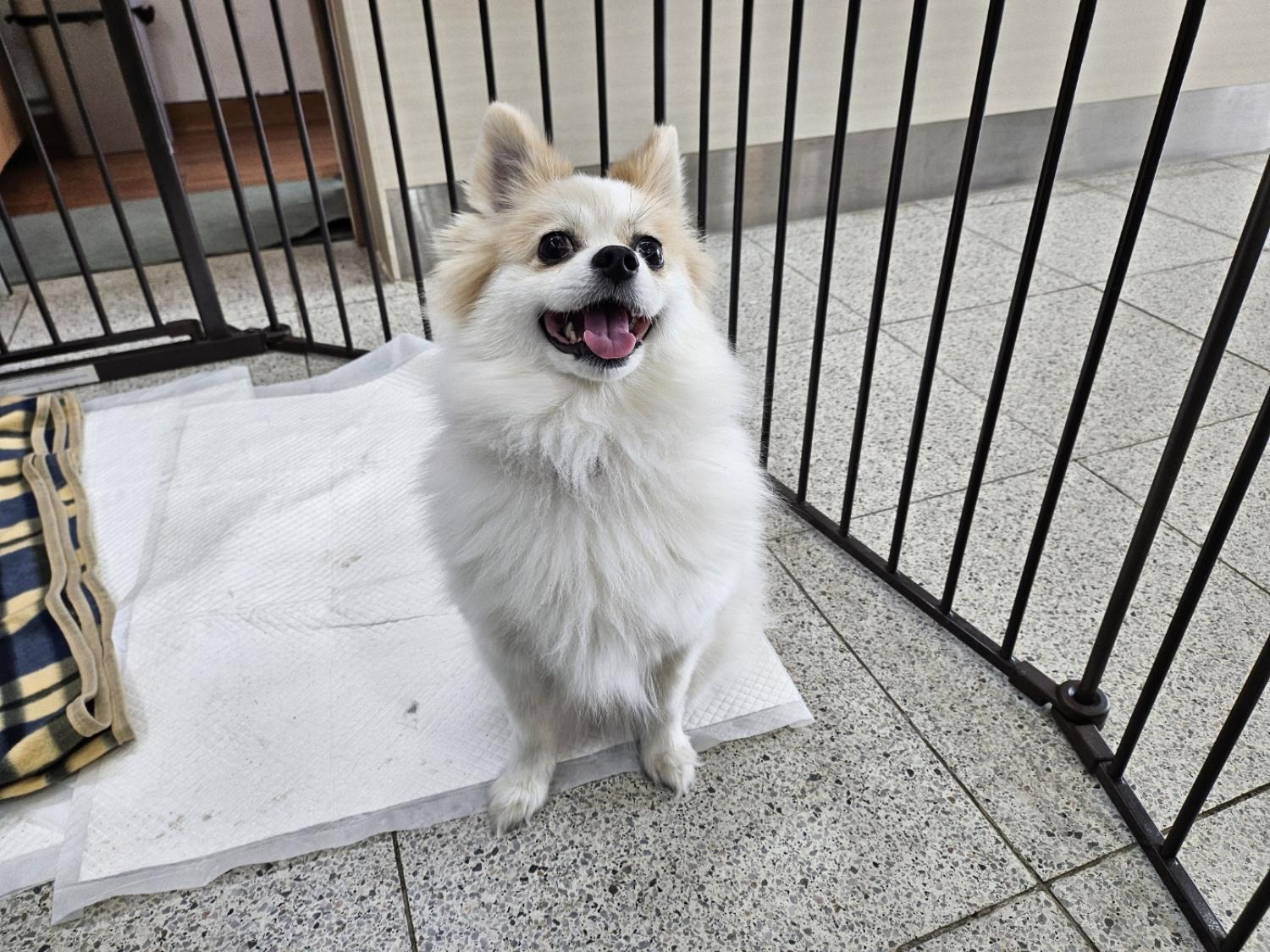 고양시동물보호센터_441394202400072