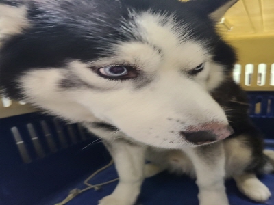 (사)동부동물보호협회_426338202400006