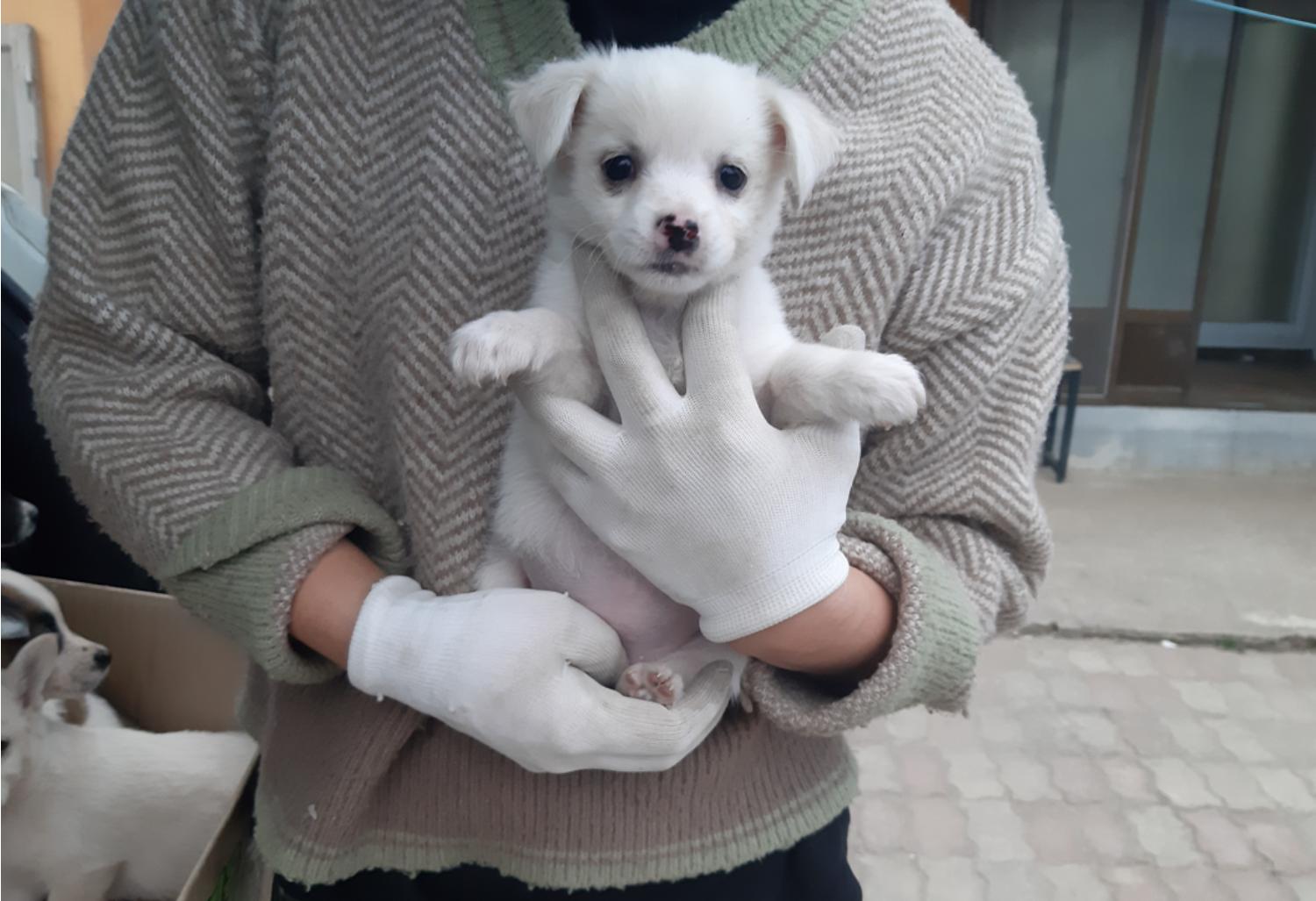 하나동물병원_445470202400069